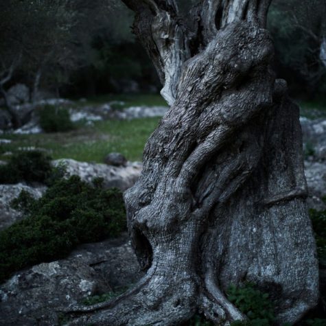 olive-tree-sri-lanka