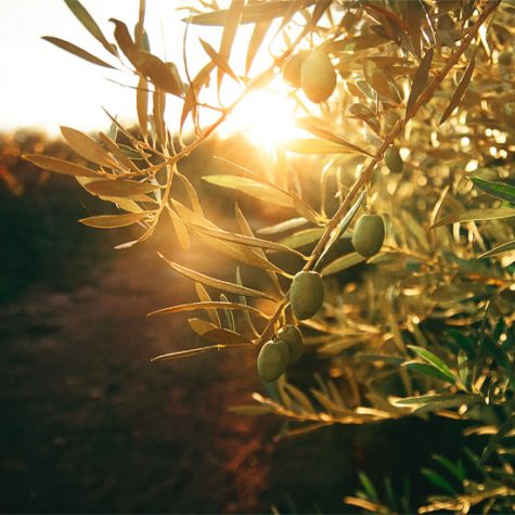 best-olive-oil-in-sri-lanka